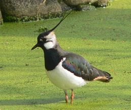 258px-kiebitz-050424ausschnitt.jpg