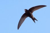 800px-apus-apus-barcelona-spain-8-1.jpg