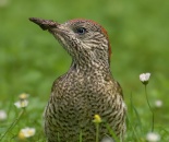 864-3-picus-viridis-juvenilni-jedinec.jpg