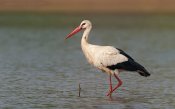 White-stork04